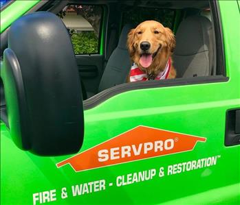 Office Dog Mascot Beasley , team member at SERVPRO of Lynnwood